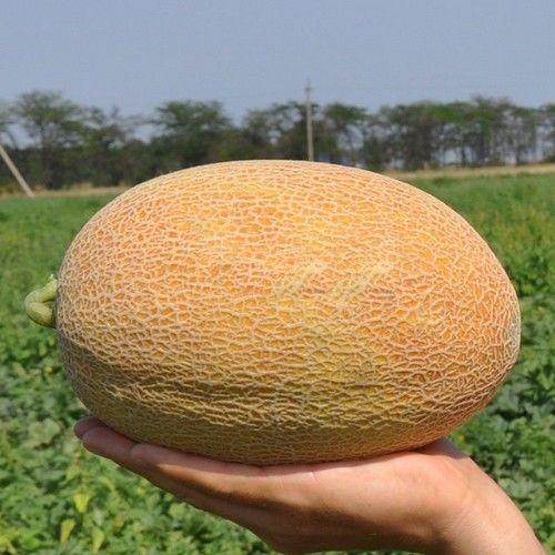 Seminte de pepene galben Clause Maziane F1