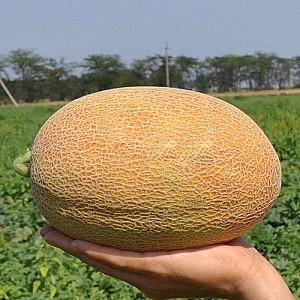 Seminte de pepene galben Clause Maziane F1