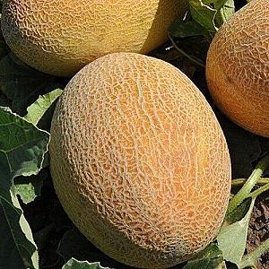 Seminte de pepene galben Clause Maziane F1