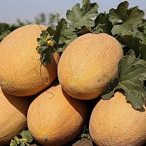 Seminte de pepene galben Clause Maziane F1