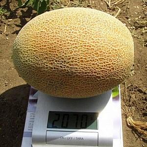 Seminte de pepene galben Clause Credo F1