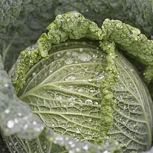 Seminte de varza creata Rijk Zwaan Madlene F1