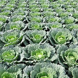 Seminte de varza creata Rijk Zwaan Madlene F1