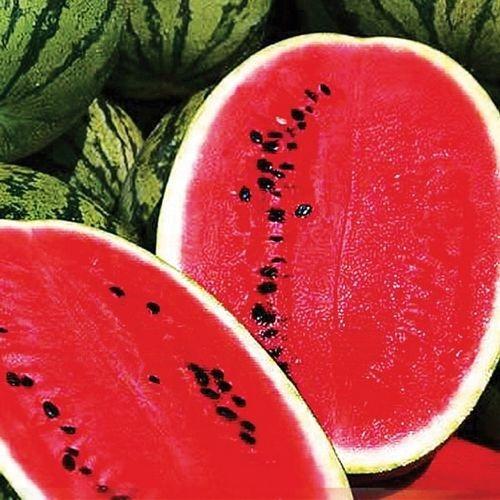 Seminte de pepene verde Hazera Ataman F1