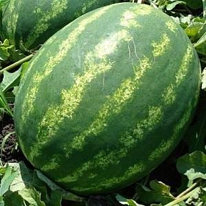 Seminte de pepene verde Hazera Ataman F1