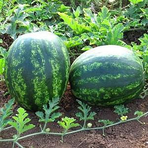 Seminte de pepene verde Hazera Ataman F1