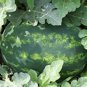 Seminte de pepene verde Hazera Ataman F1