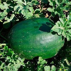 Seminte de pepene verde Hazera Lahat F1