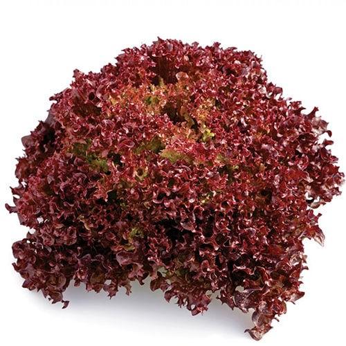 Seminte de salata Rijk Zwaan Carmesi RZ