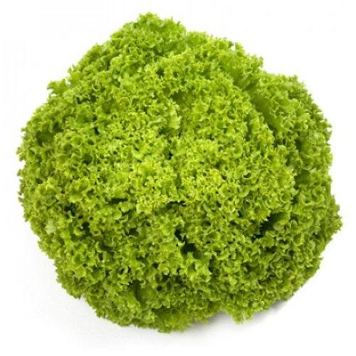 Seminte de salata Rijk Zwaan Aleppo RZ