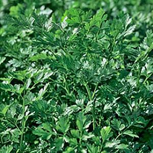 Seminte Rijk Zwaan Felicia RZ