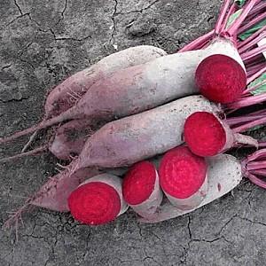 Seminte de sfecla rosie Rijk Zwaan Lomaco RZ