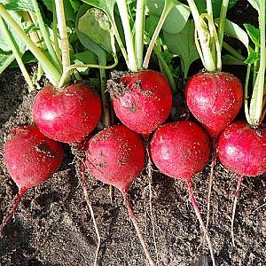 Seminte de ridichie Rijk Zwaan Arley F1