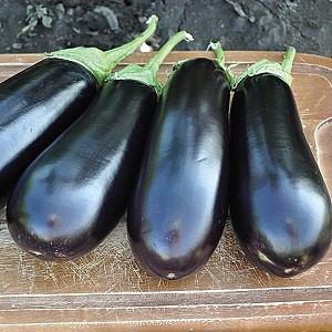 Seminte de vinete Rijk Zwaan Brigitte F1