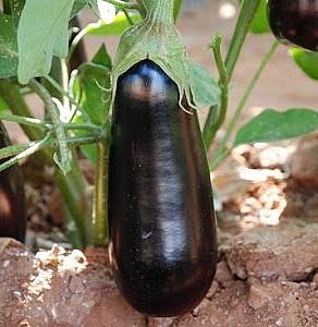 Seminte de vinete Rijk Zwaan Brigitte F1