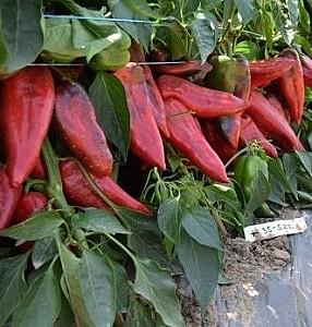 Seminte de ardei Rijk Zwaan Dinamica F1