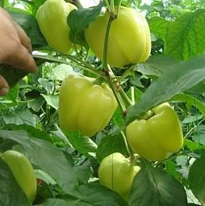 Seminte de ardei Rijk Zwaan Menta F1