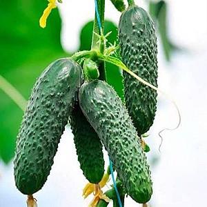 Seminte de castraveti Rijk Zwaan Sonata F1