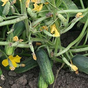 Seminte de castraveti Rijk Zwaan Puccini F1