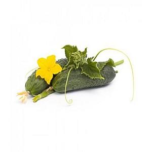 Seminte de castraveti Rijk Zwaan Romara F1