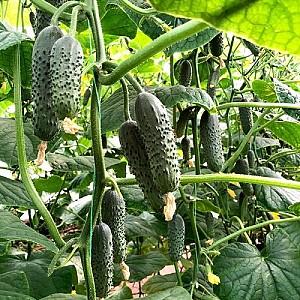 Seminte de castraveti Rijk Zwaan Romara F1