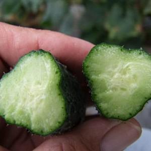 Seminte de castraveti Rijk Zwaan Sound F1