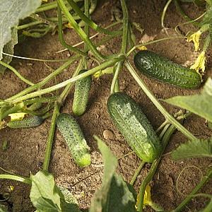 Seminte de castraveti Rijk Zwaan Sound F1