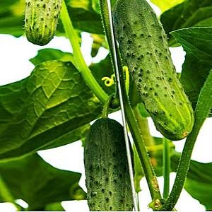 Seminte de castraveti Rijk Zwaan Shakthi F1