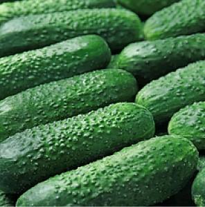 Seminte de castraveti Rijk Zwaan Rubinstein F1