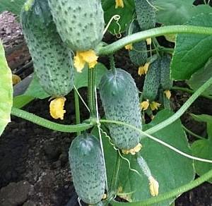 Seminte de castraveti Rijk Zwaan Cantara F1