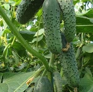 Seminte de castraveti Rijk Zwaan Lenara F1