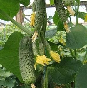 Seminte de castraveti Rijk Zwaan Lenara F1