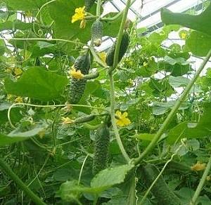 Seminte de castraveti Rijk Zwaan Kybria F1