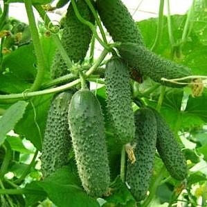 Seminte de castraveti Rijk Zwaan Kybria F1