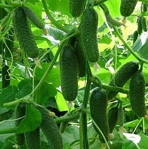 Seminte de castraveti Rijk Zwaan Kybria F1