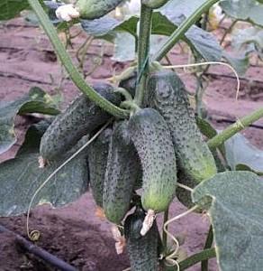 Seminte de castraveti Rijk Zwaan Karaoke F1