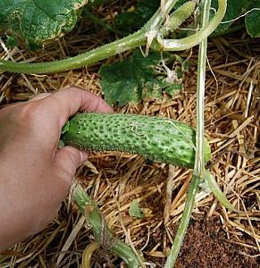 Seminte de castraveti Rijk Zwaan Karaoke F1