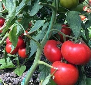 Seminte de rosii Rijk Zwaan Vasanta F1