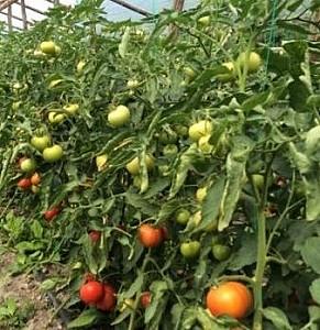 Seminte de rosii Rijk Zwaan Vasanta F1