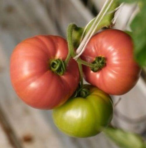 Seminte de rosii Rijk Zwaan Manusa F1