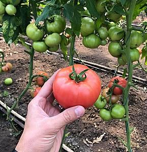 Seminte de rosii Rijk Zwaan Manusa F1