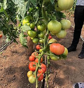 Seminte de rosii Rijk Zwaan Manusa F1