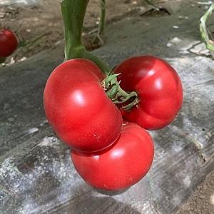 Seminte de rosii Rijk Zwaan Pinkwin F1