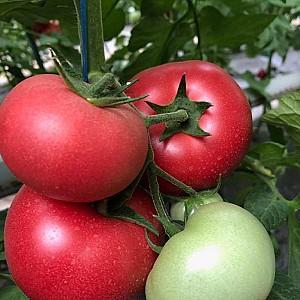 Seminte de rosii Rijk Zwaan Pinkwin F1