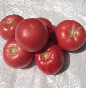 Seminte de rosii Rijk Zwaan Esmira F1