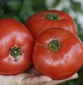 Seminte de rosii Rijk Zwaan Esmira F1