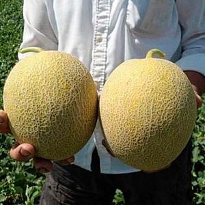 Seminte de pepene galben Rijk Zwaan Jucar F1