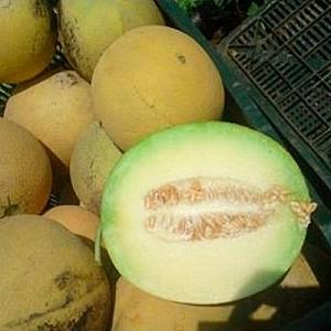 Seminte de pepene galben Rijk Zwaan Jucar F1