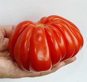 Seminte de rosii Rijk Zwaan Rugantino F1