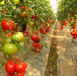 Seminte de rosii Rijk Zwaan Cinto F1